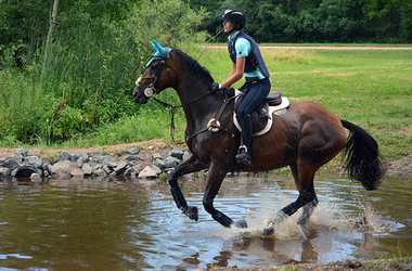 Competitive Team Support: Equestrian Team