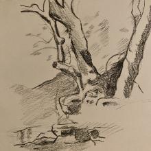 Charcoal drawing of a tree